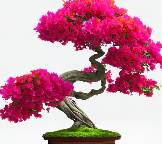 Bougainvillea Bonsai Tree: Everything You Need To Know