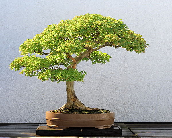 The Bonsai Obsession: What Makes These Trees So Captivating?